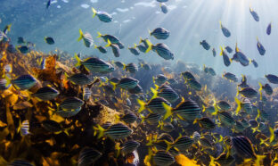 Paysage sous-marin peu profond, photo sous-marine de poissons