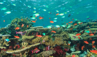 Photo d'un récif de corail.