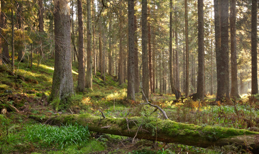 Forêt