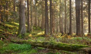 Forêt